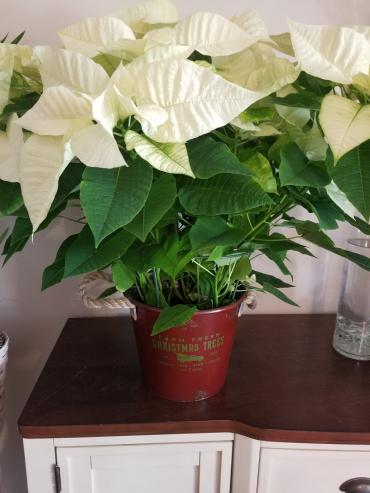 Xmas Trees Tin with Poinsettia