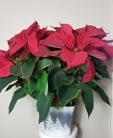 White Wonderland  Red Poinsettias
