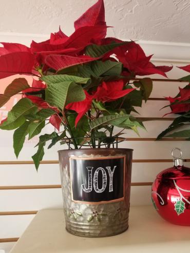 Poinsettia in Joy Tin