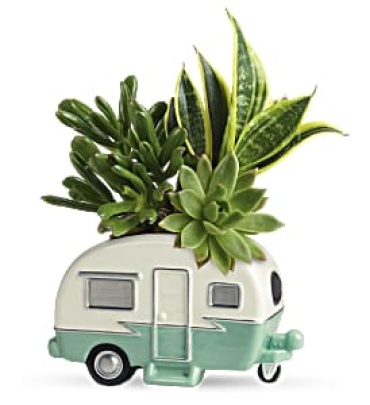 Cool Camper Succulent