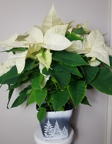 Winter Wonderland White Poinsettias