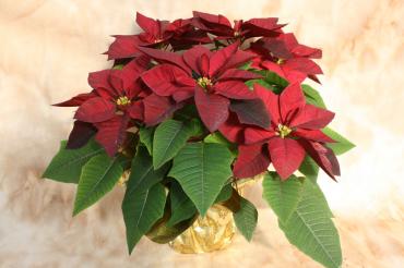 Red Poinsettia gold foil with bow