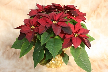 Red Poinsettia gold foil with bow