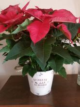 Reindeer Sleigh Ride Poinsettia