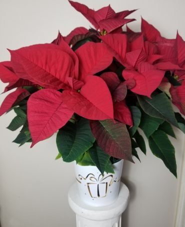 White Tin Planter with Red Poinsettias