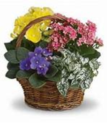 Spring Has Sprung