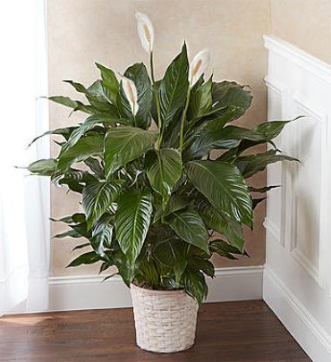 Peace Lily Plant for Sympathy