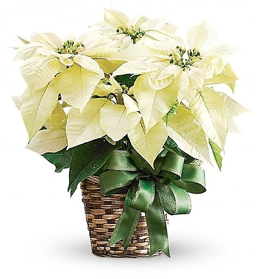White Poinsettia Basket